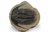 Spectacularly Preserved Acadoparadoxides Trilobite #349231-1